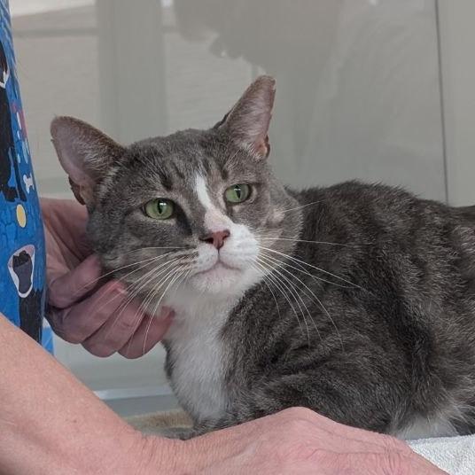 Enlarge Big Boy, a Adoptable American Shorthair in Pikesville, MD image 4/6