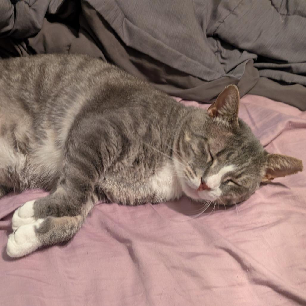 Enlarge Big Boy, a Adoptable American Shorthair in Pikesville, MD image 6/6