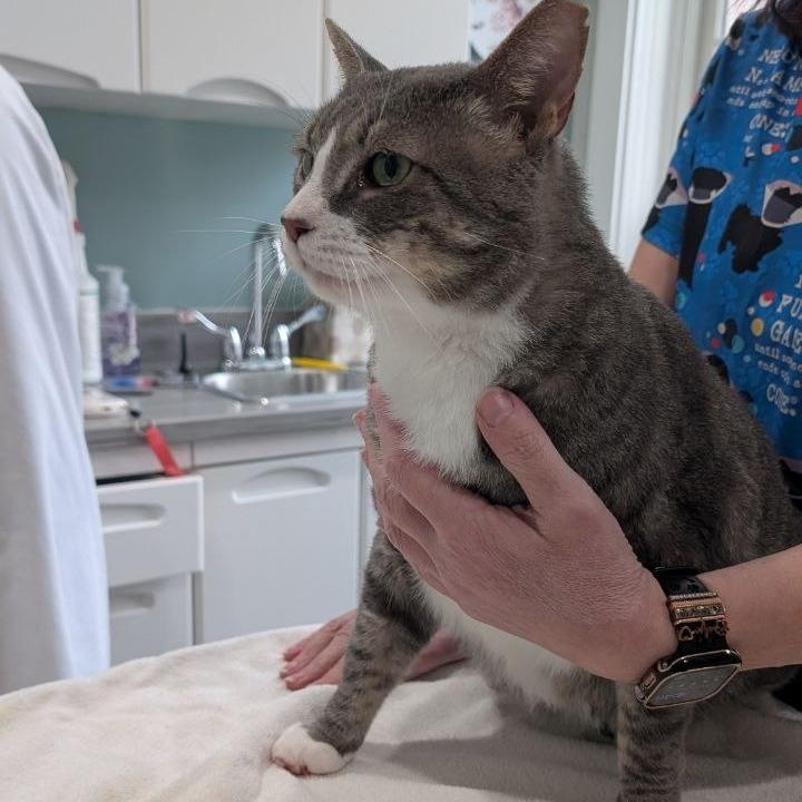 Enlarge Big Boy, a Adoptable American Shorthair in Pikesville, MD image 5/6