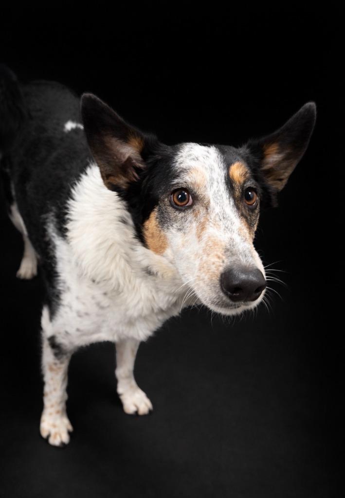 Enlarge Merle, a Adoptable mixed breed in Rock Springs, WY image 1/1