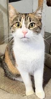 Amber 2 years AVAIL 1/22, Adoptable, Young Female Domestic Short Hair.