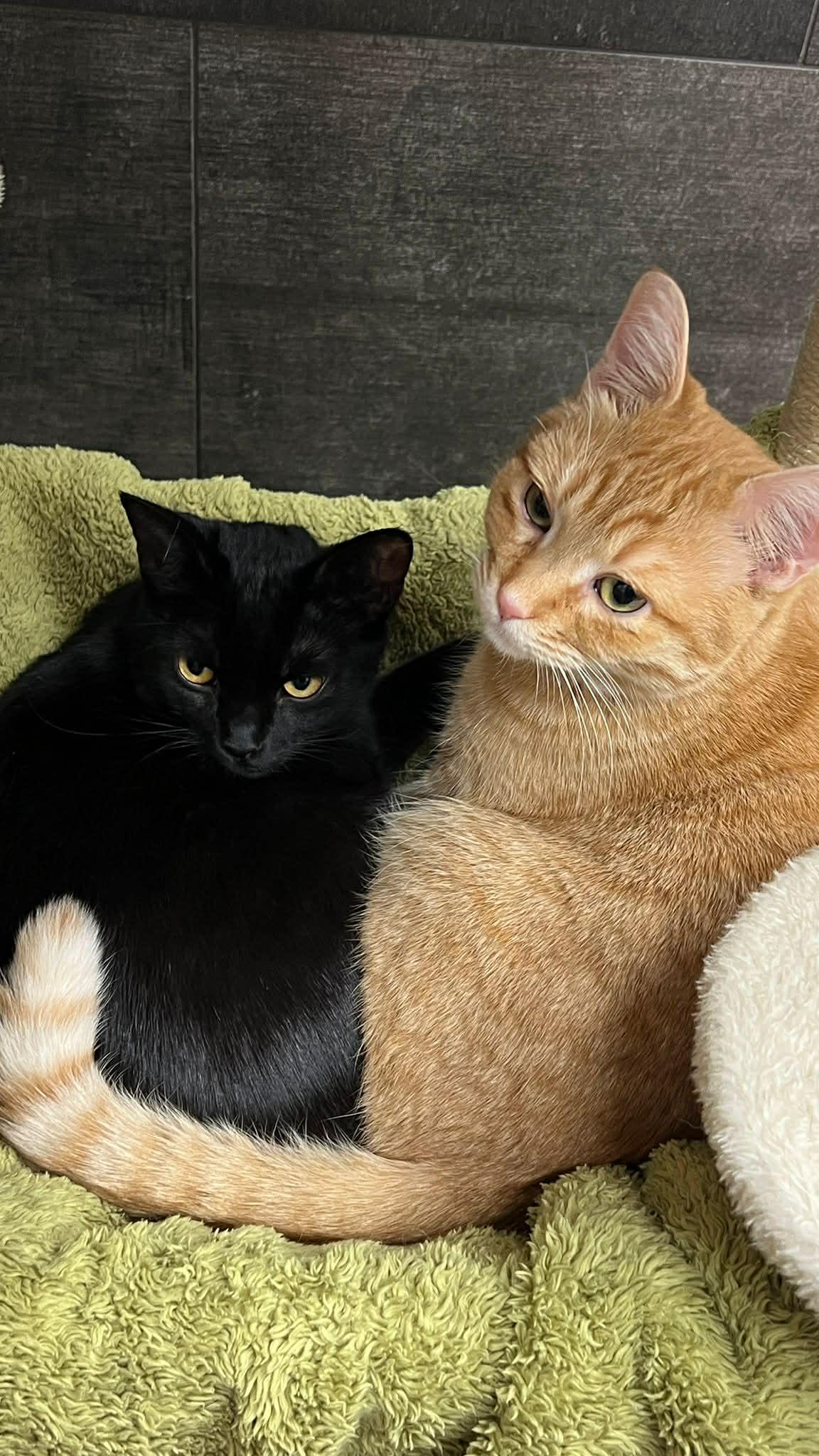 Enlarge Dash, a ADOPTABLE Domestic Short Hair in BURNABY, BC image 4/5