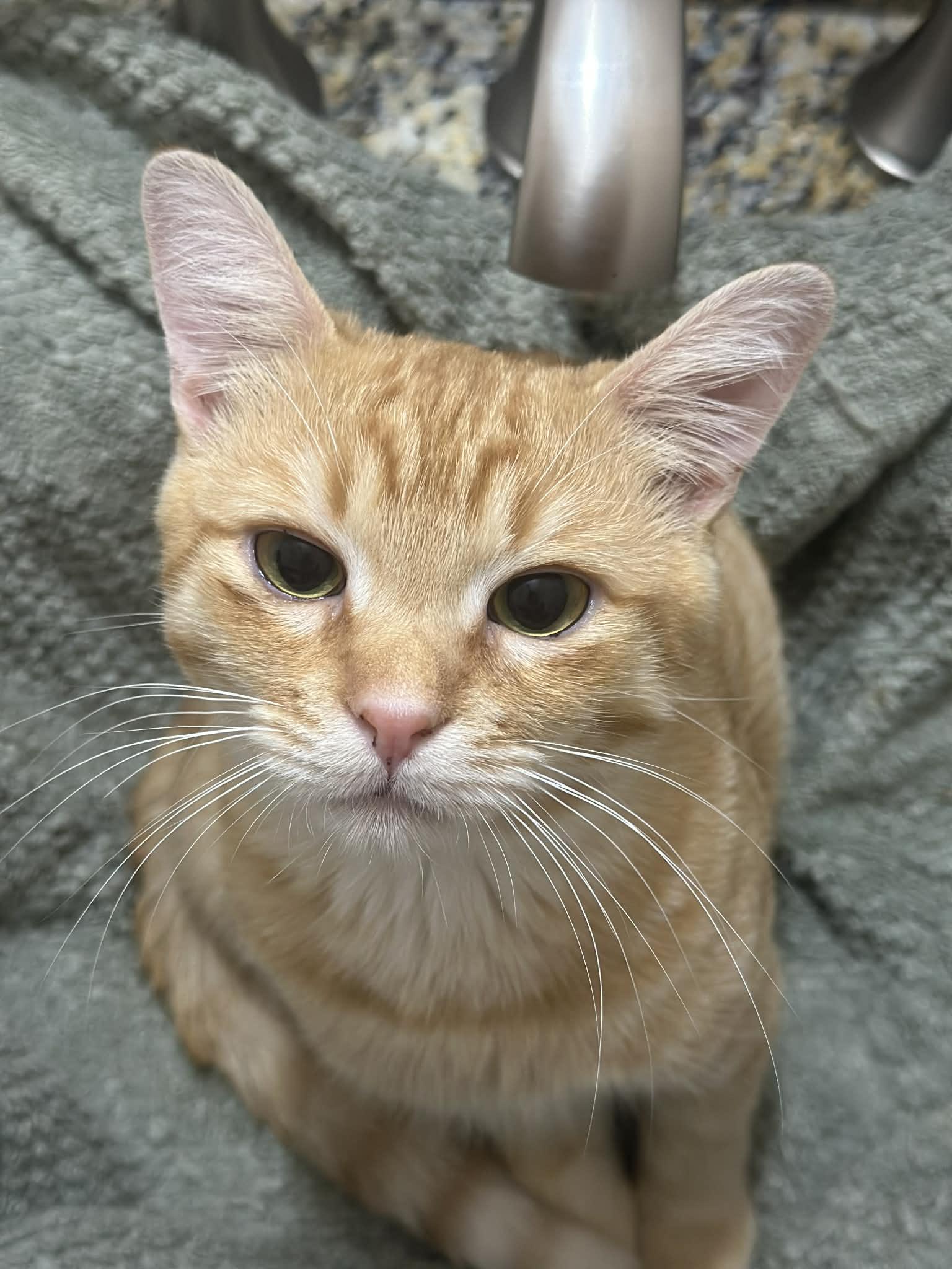 Dash, ADOPTABLE, Young Male Domestic Short Hair.