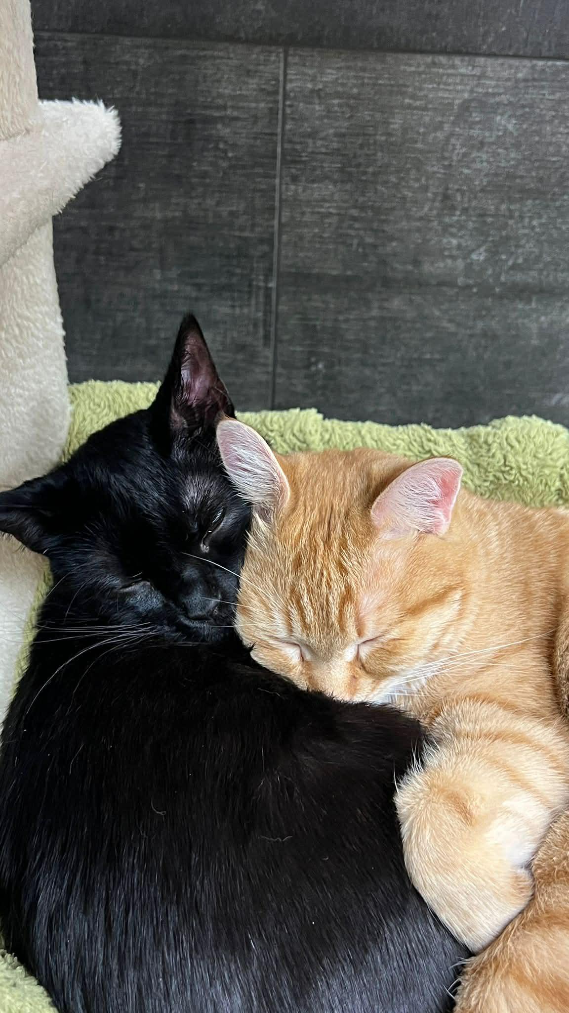 Enlarge Dash, a ADOPTABLE Domestic Short Hair in BURNABY, BC image 5/5