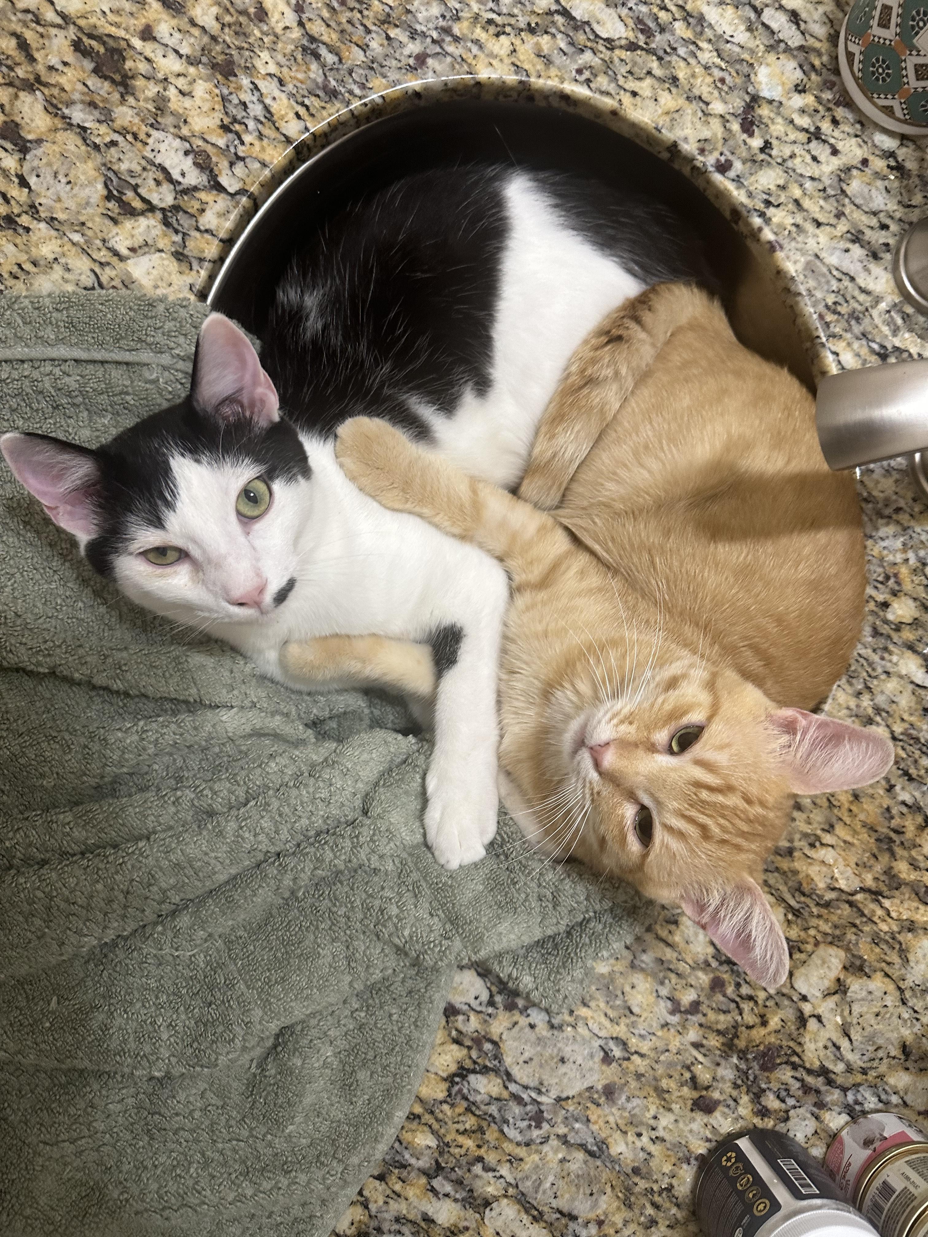 Enlarge Dash, a ADOPTABLE Domestic Short Hair in BURNABY, BC image 3/5