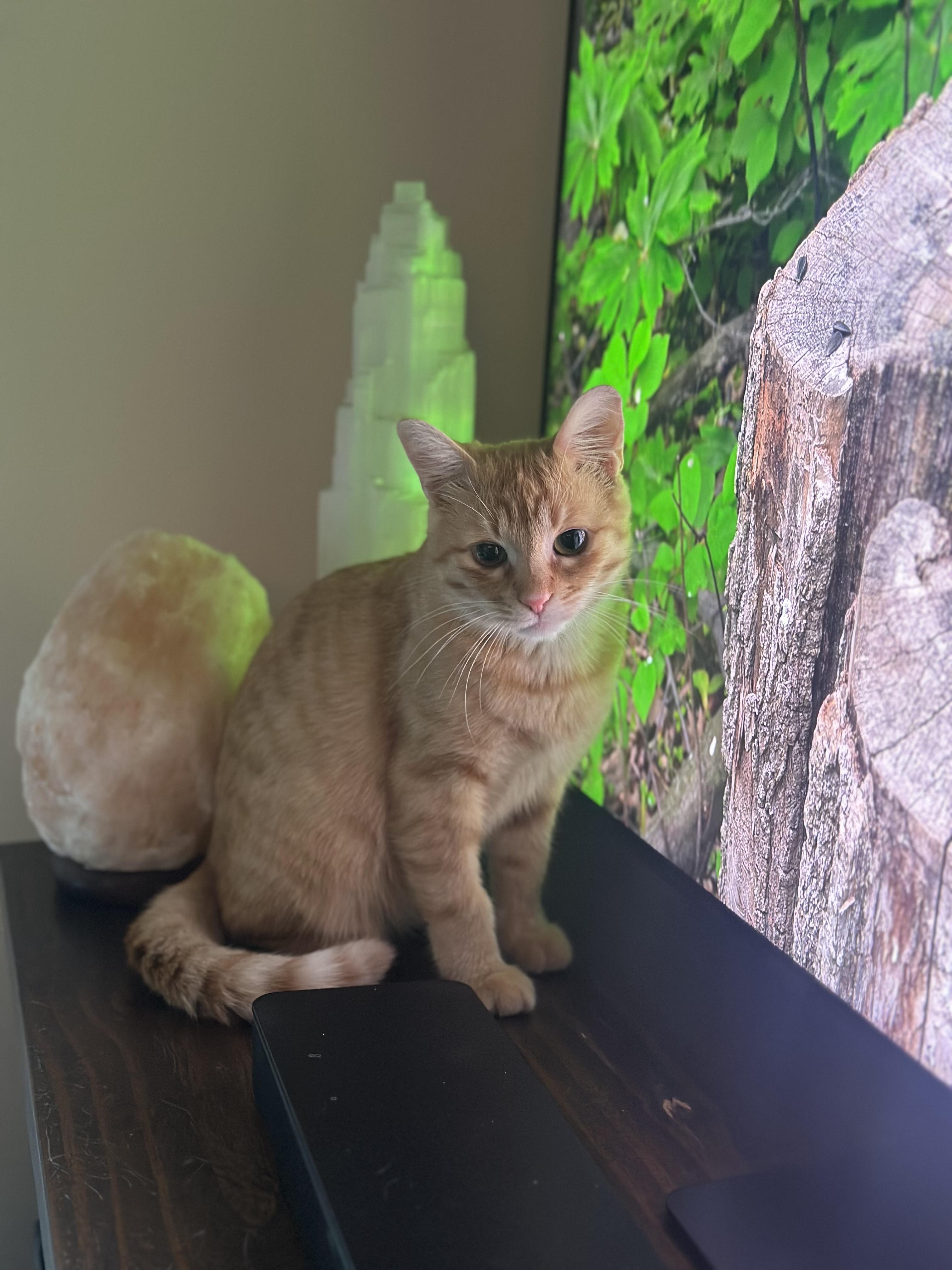 Enlarge Dash, a ADOPTABLE Domestic Short Hair in BURNABY, BC image 2/5