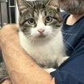 Mabel, Adoptable, Adult Female Domestic Short Hair.