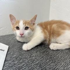 Dreamsicle, an adoptable Domestic Short Hair in Ridgway, CO, 81432 | Photo Image 1
