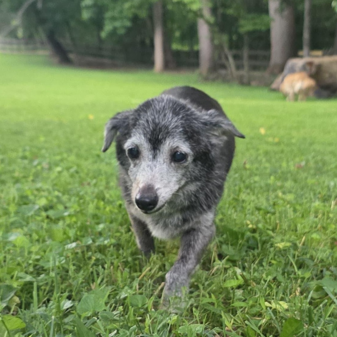Enlarge Mabel, a Adoptable mixed breed in Baldwin, MD image 4/6