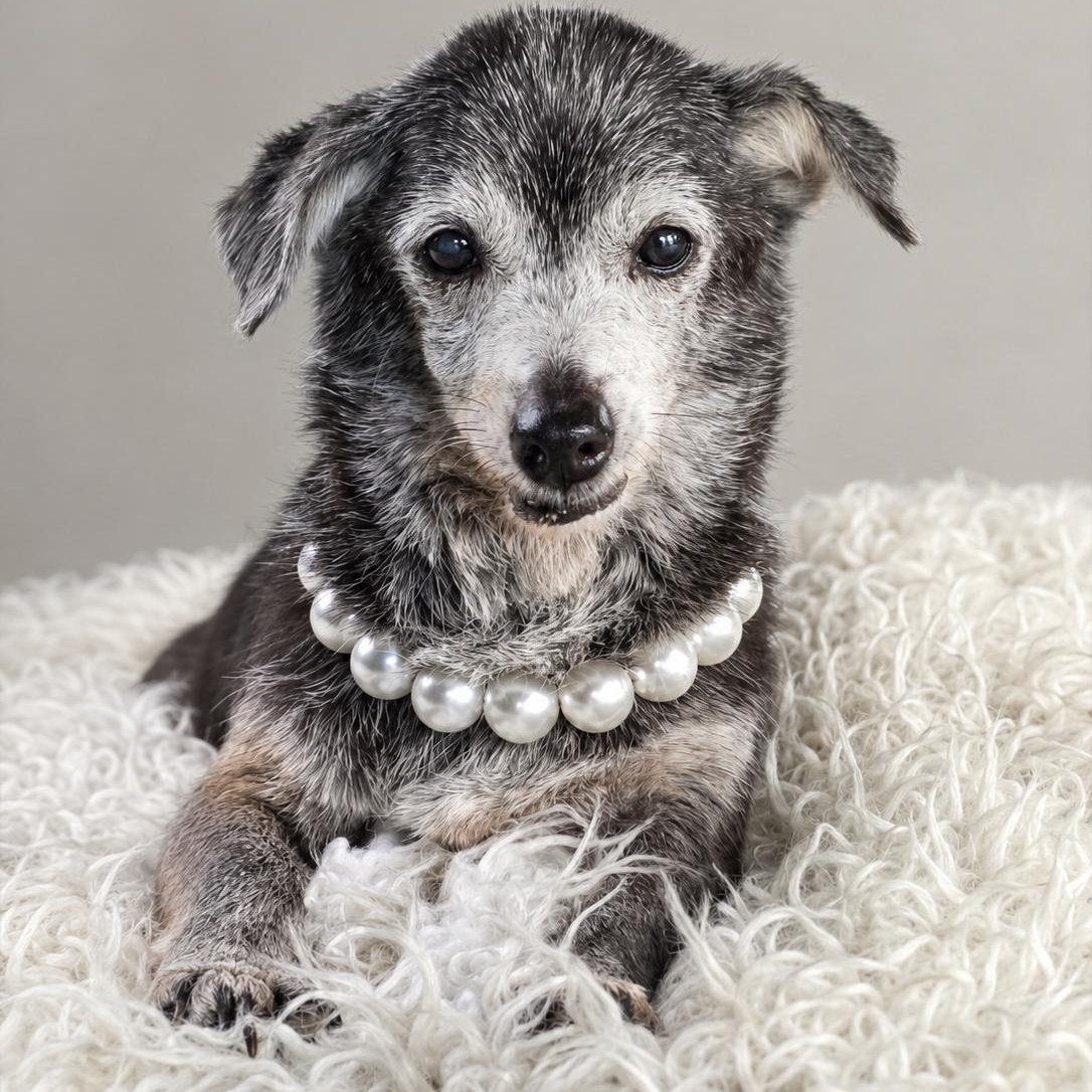 Enlarge Mabel, a Adoptable mixed breed in Baldwin, MD image 2/6