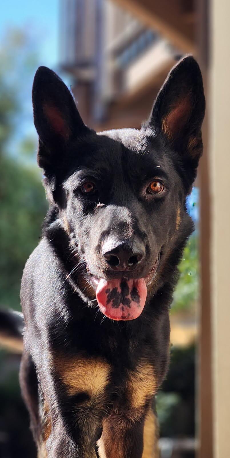 Enlarge Pete, a ADOPTABLE German Shepherd Dog in Frazier Park, CA image 1/6
