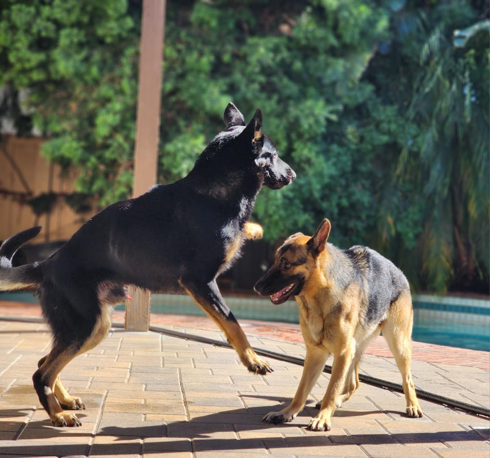 Enlarge Pete, a ADOPTABLE German Shepherd Dog in Frazier Park, CA image 3/6