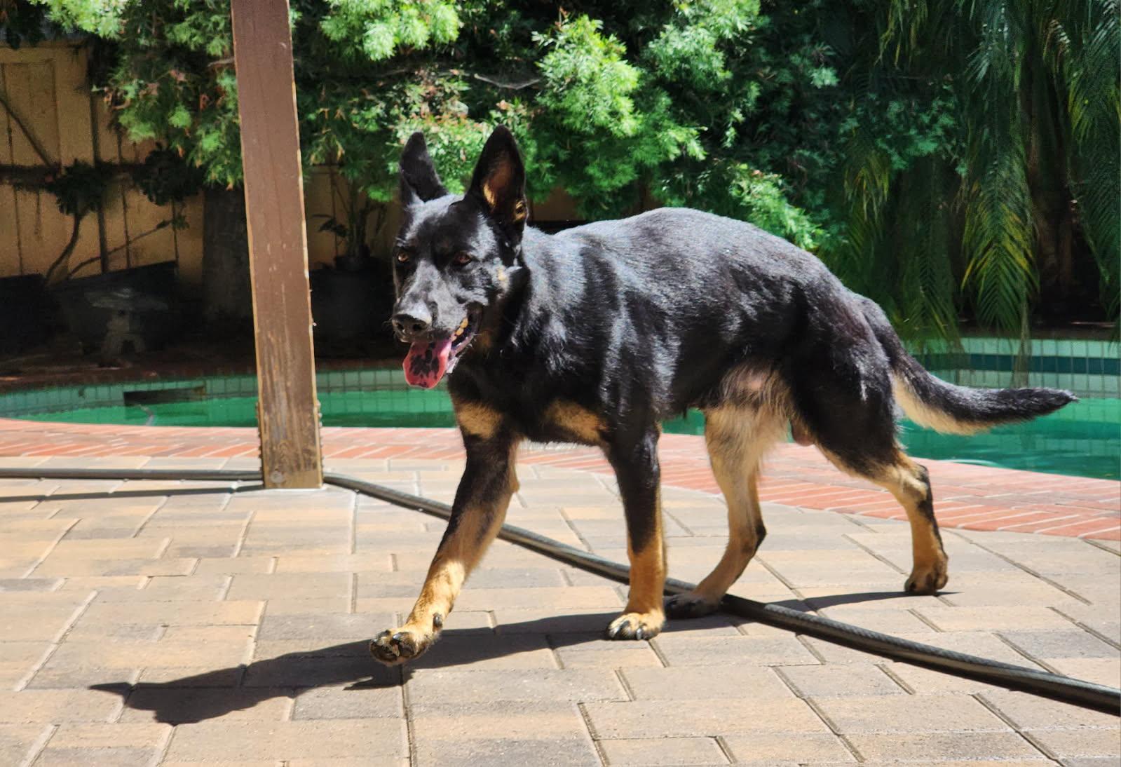 Enlarge Pete, a ADOPTABLE German Shepherd Dog in Frazier Park, CA image 2/6