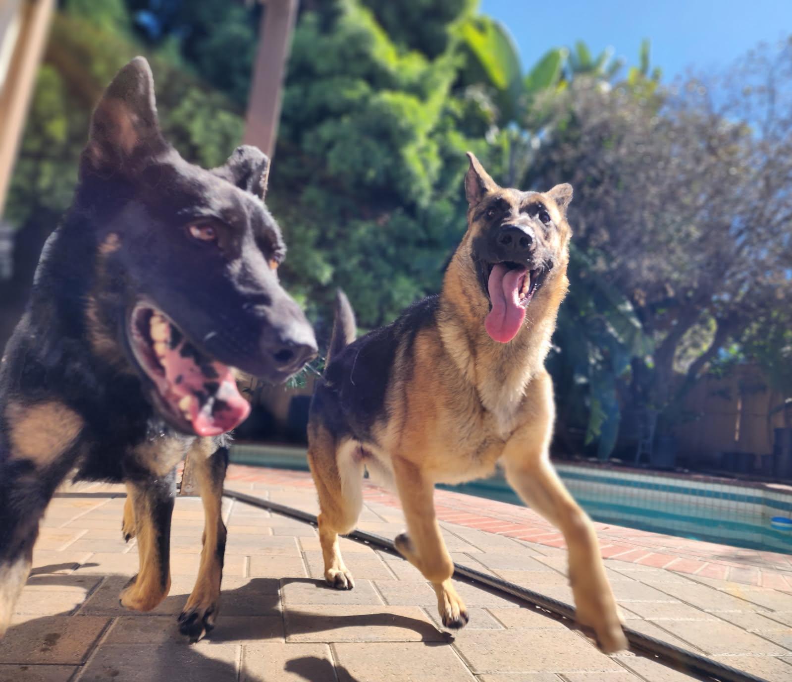 Enlarge Pete, a ADOPTABLE German Shepherd Dog in Frazier Park, CA image 6/6