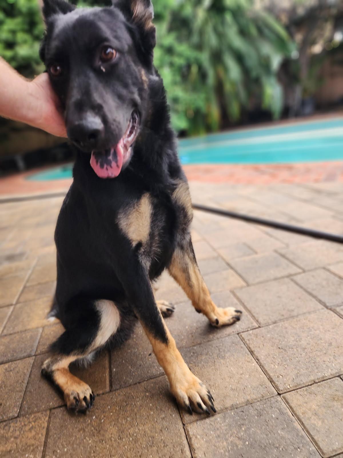 Enlarge Pete, a ADOPTABLE German Shepherd Dog in Frazier Park, CA image 4/6