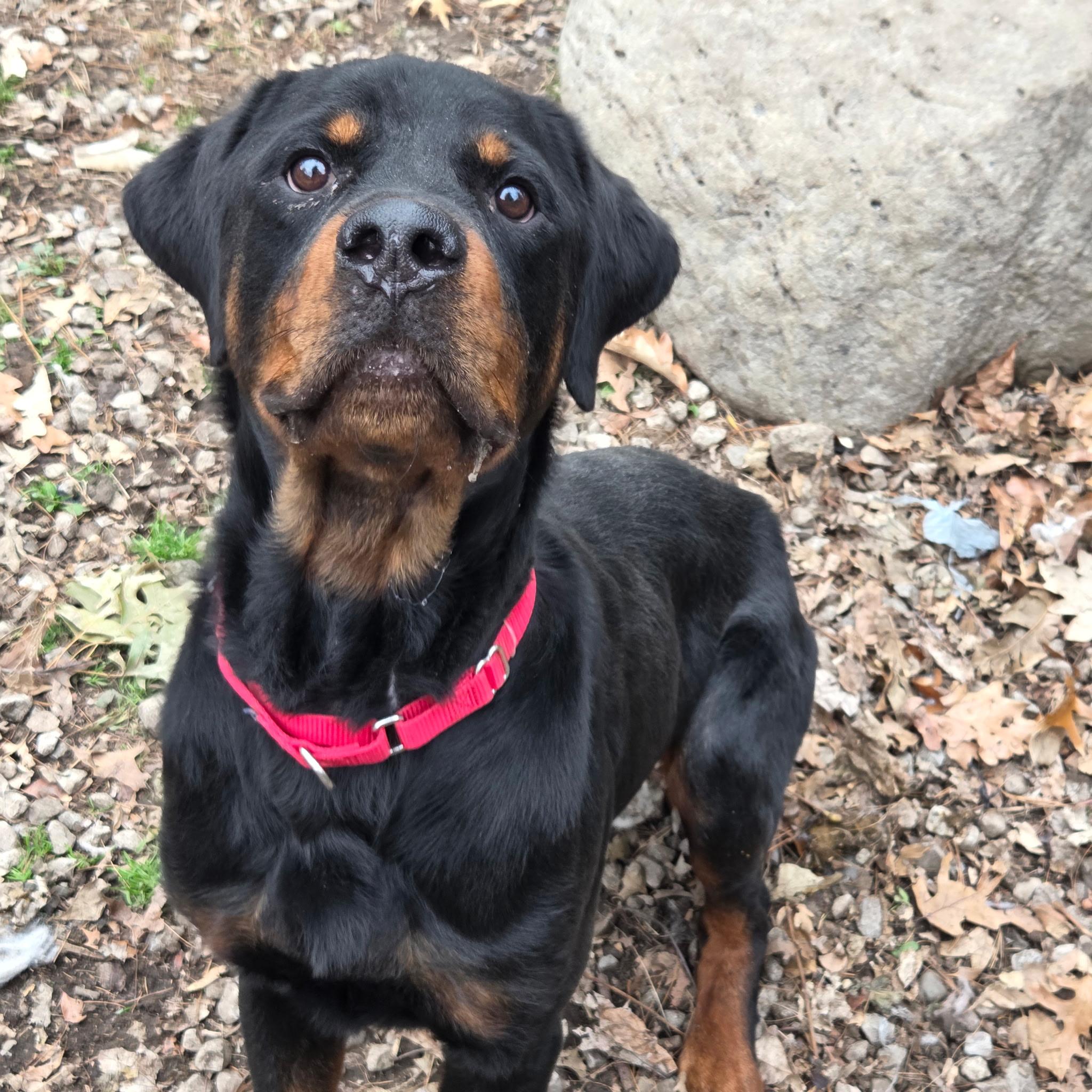 Enlarge Loki, a Adoptable Rottweiler in Polk, OH image 1/2