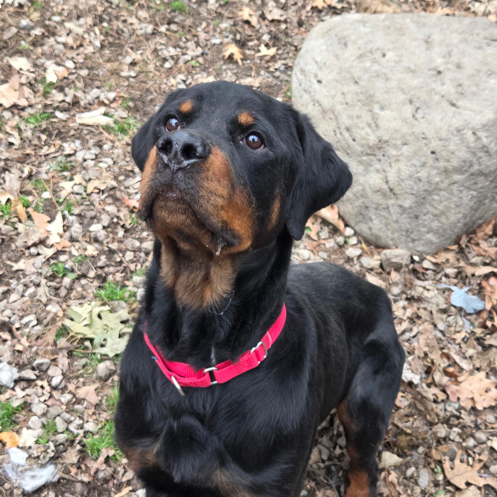 Enlarge Loki, a Adoptable Rottweiler in Polk, OH image 2/2