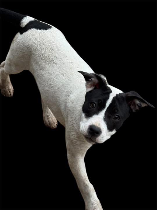 Chloe, an adopted mixed breed in Grove City, OH image 2/4
