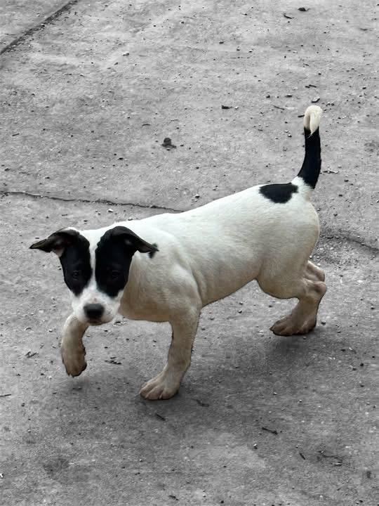 Chloe, adopted, Puppy Female American Staffordshire Terrier.