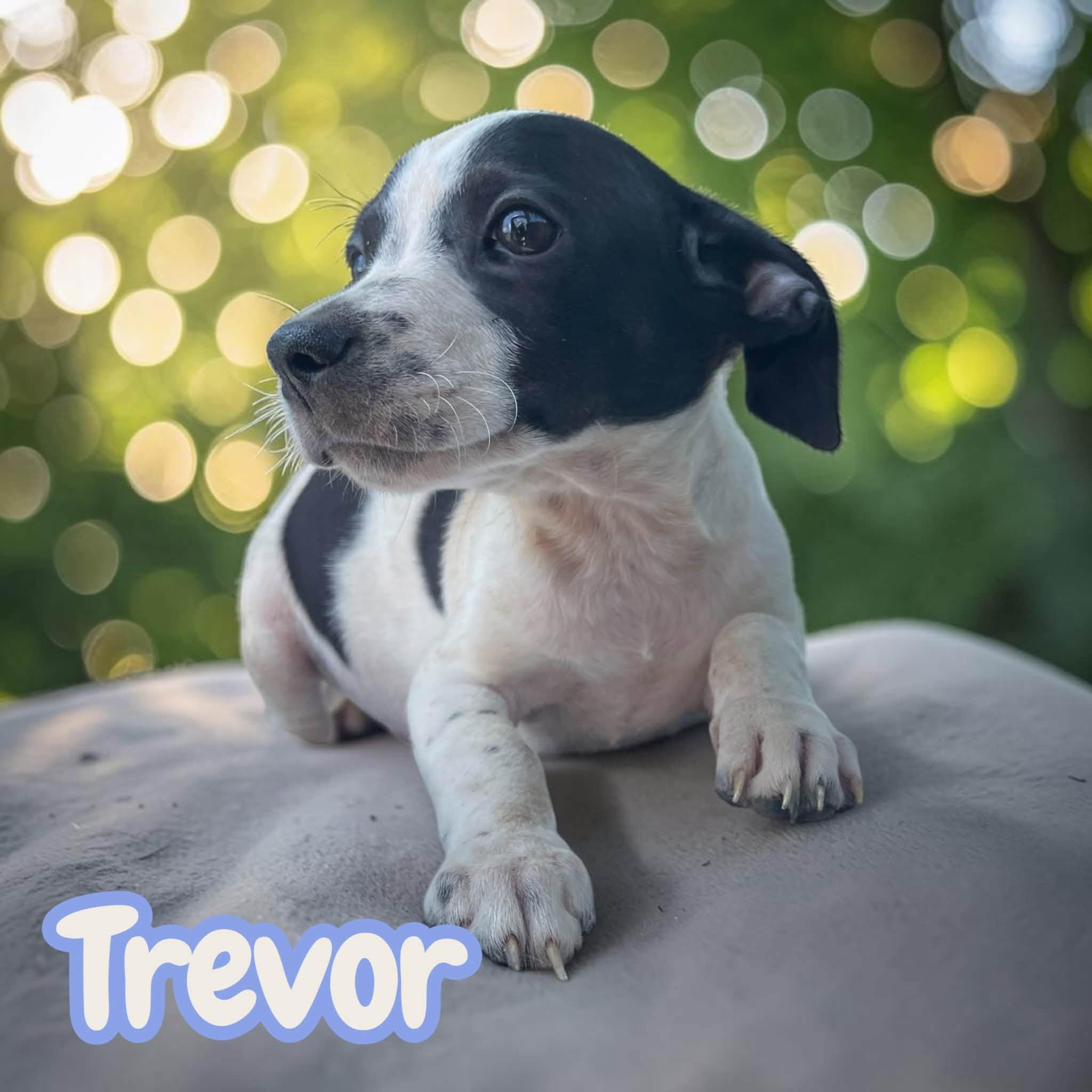 Trevor - sweet, social chiweenie photo