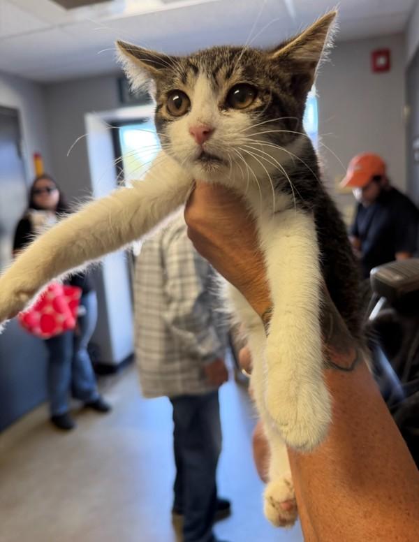 Luffy, Adoptable, Kitten Male Domestic Short Hair.