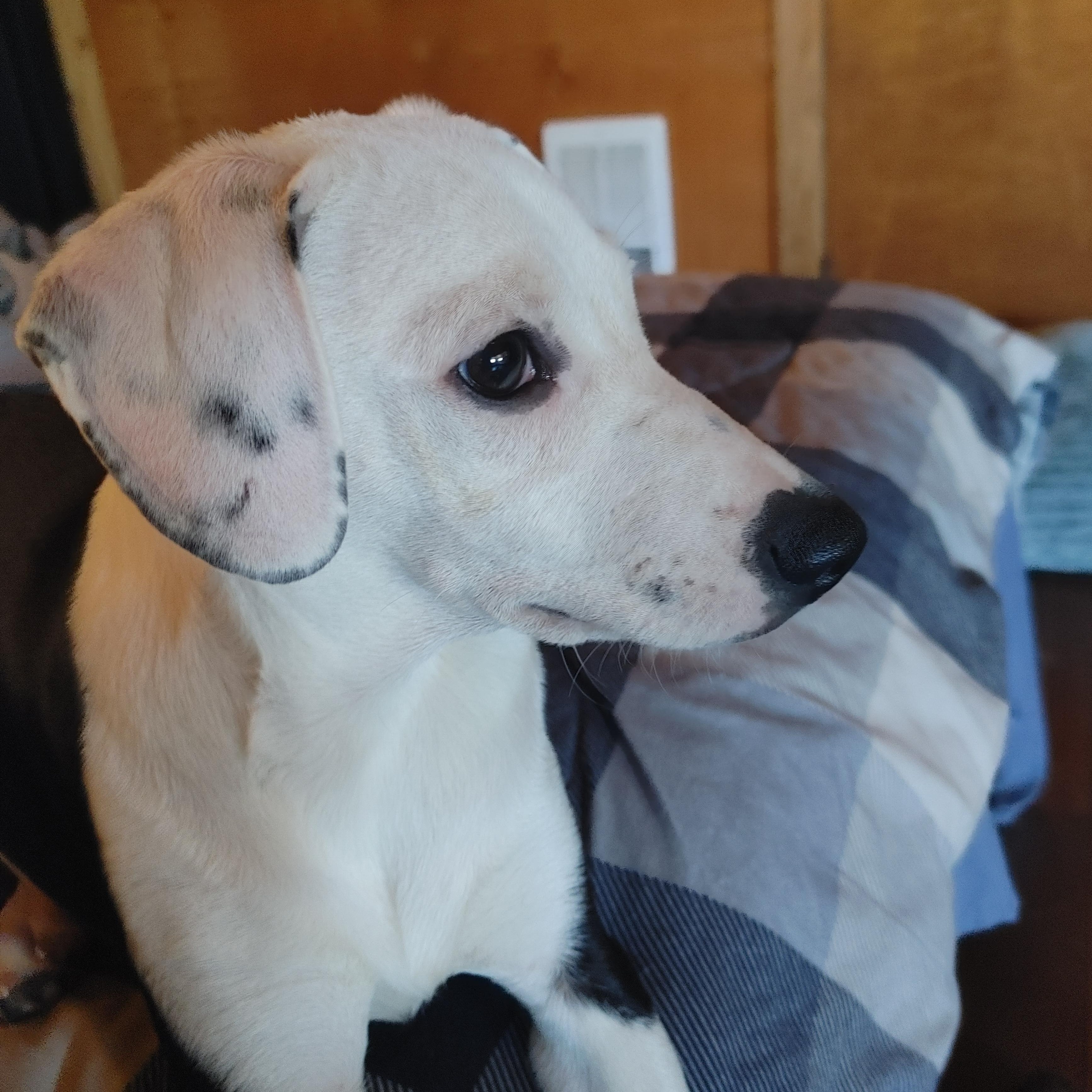 Enlarge Oreo, a Adoptable Mixed Breed in Puyallup, WA image 3/6