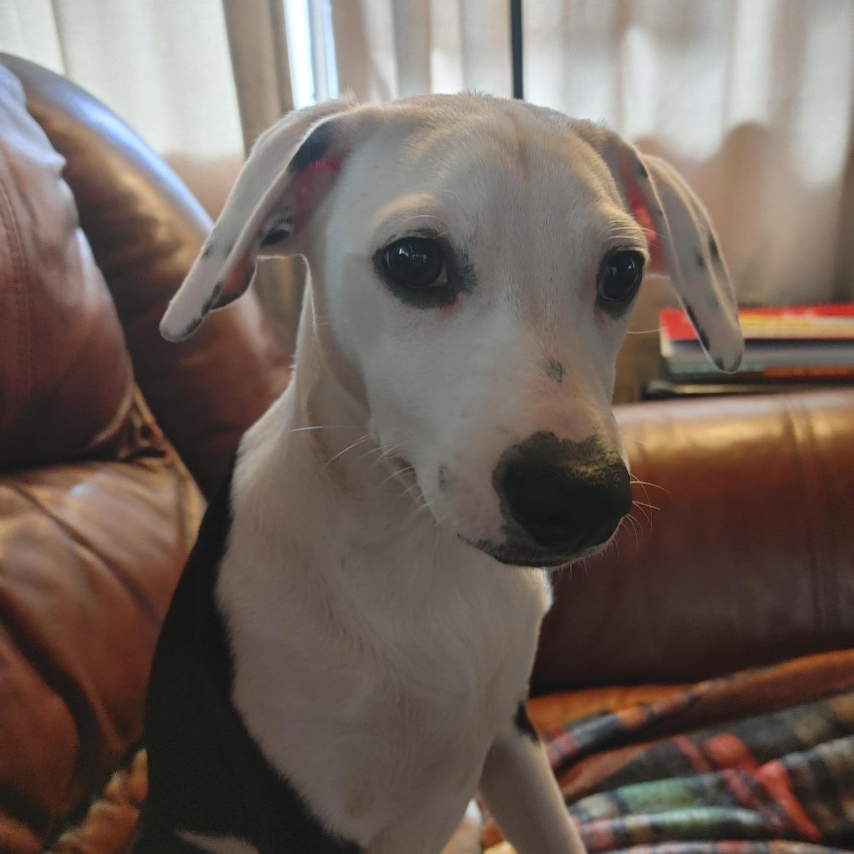 Enlarge Oreo, a Adoptable Mixed Breed in Puyallup, WA image 2/6
