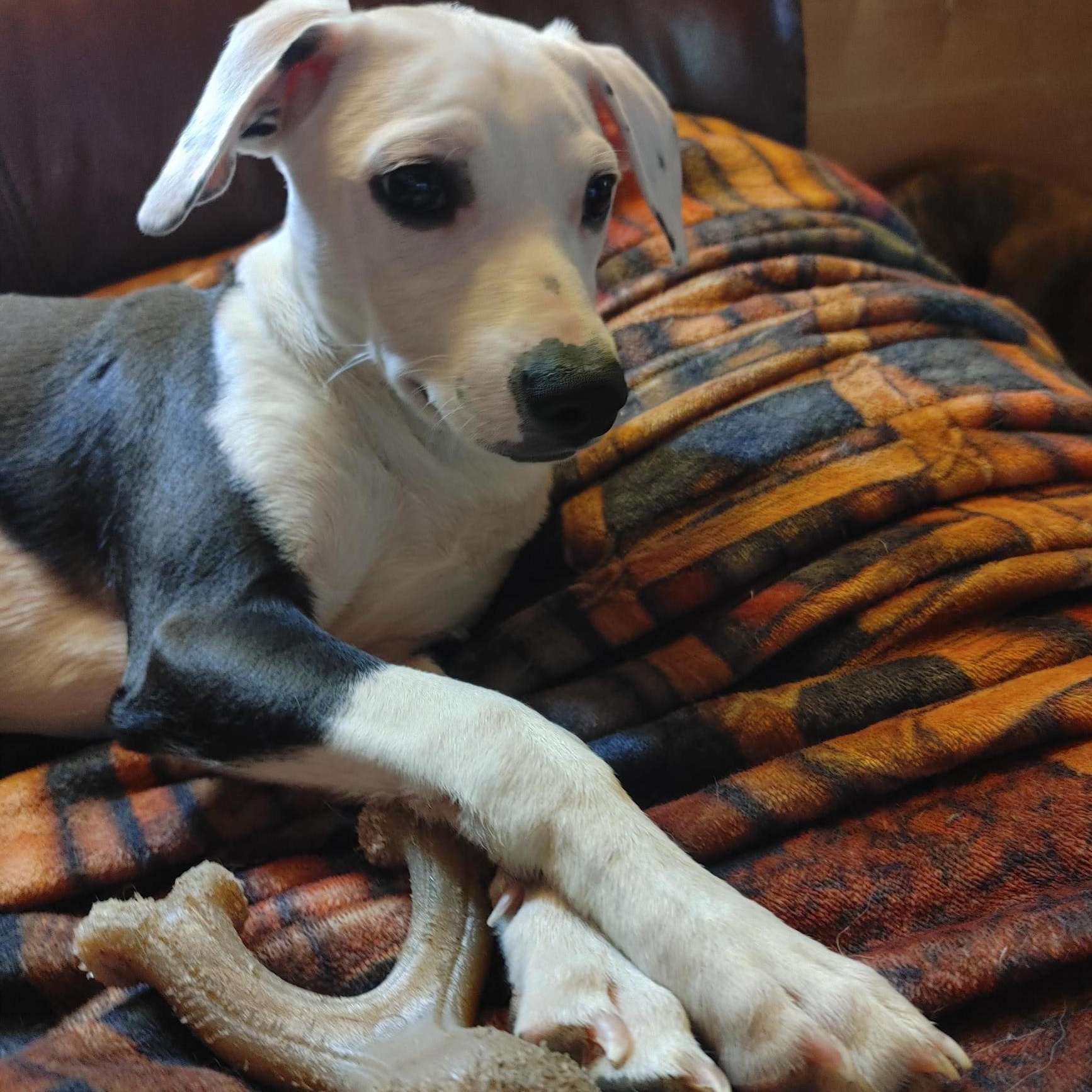 Enlarge Oreo, a Adoptable Mixed Breed in Puyallup, WA image 5/6