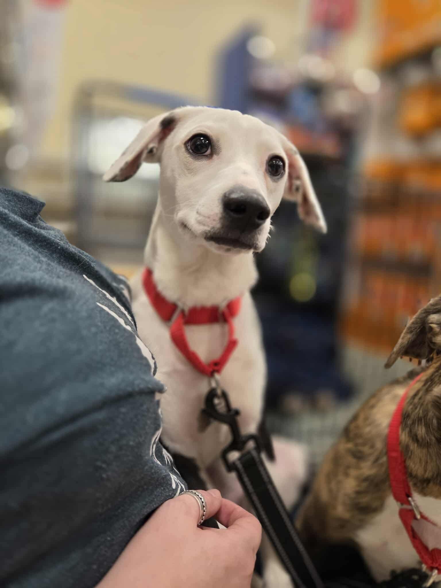 Enlarge Oreo, a Adoptable Mixed Breed in Puyallup, WA image 1/6