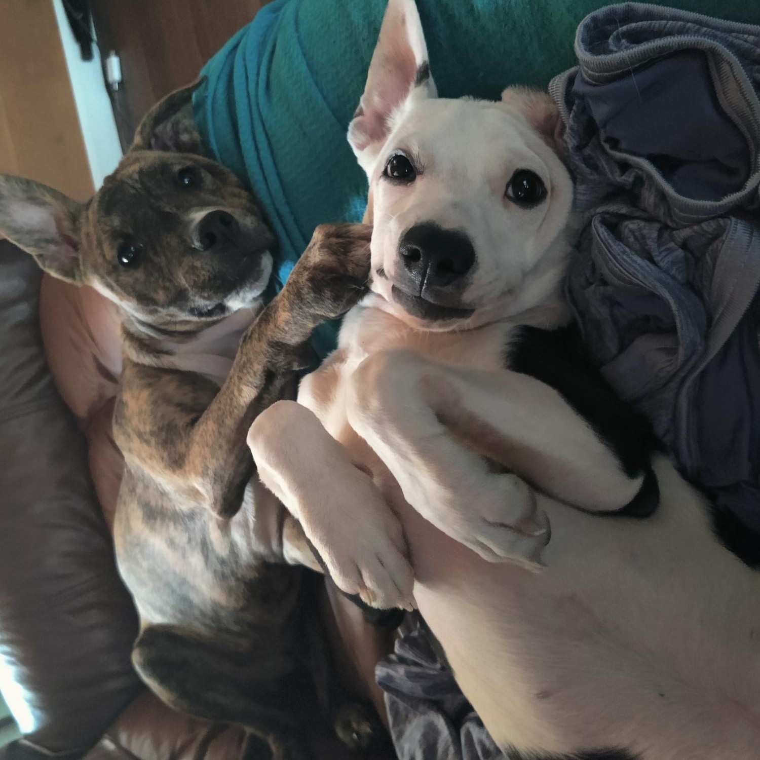 Enlarge Oreo, a Adoptable Mixed Breed in Puyallup, WA image 6/6