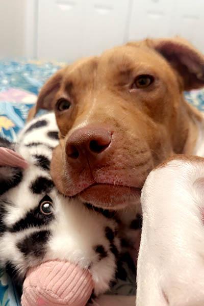 Enlarge Mavis, a Adopted mixed breed in Paterson, NJ image 3/3