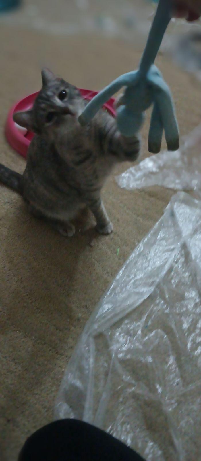 Enlarge Lyr Bonded with San, a Adoptable Domestic Short Hair in San Jose, CA image 1/4