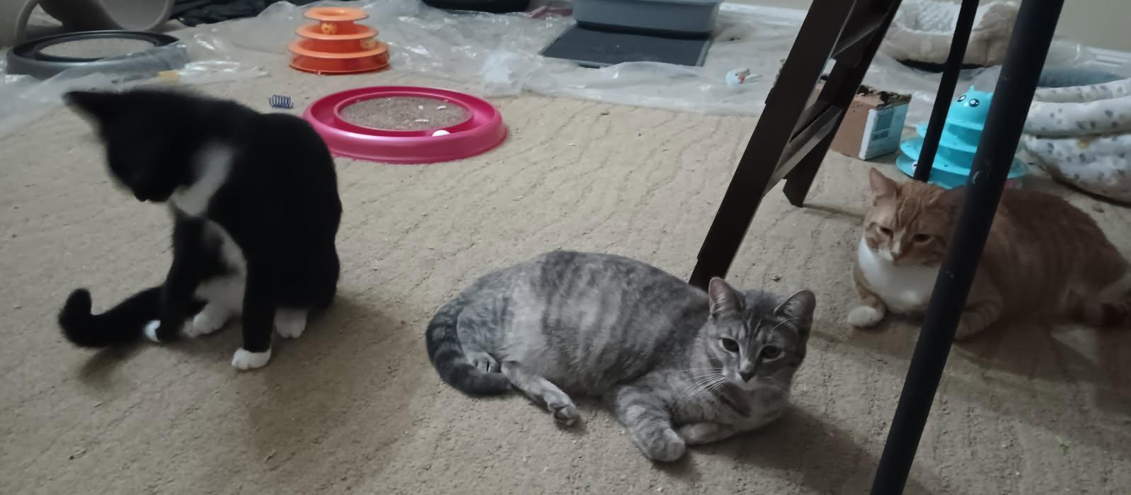 Enlarge Lyr Bonded with San, a Adoptable Domestic Short Hair in San Jose, CA image 2/4