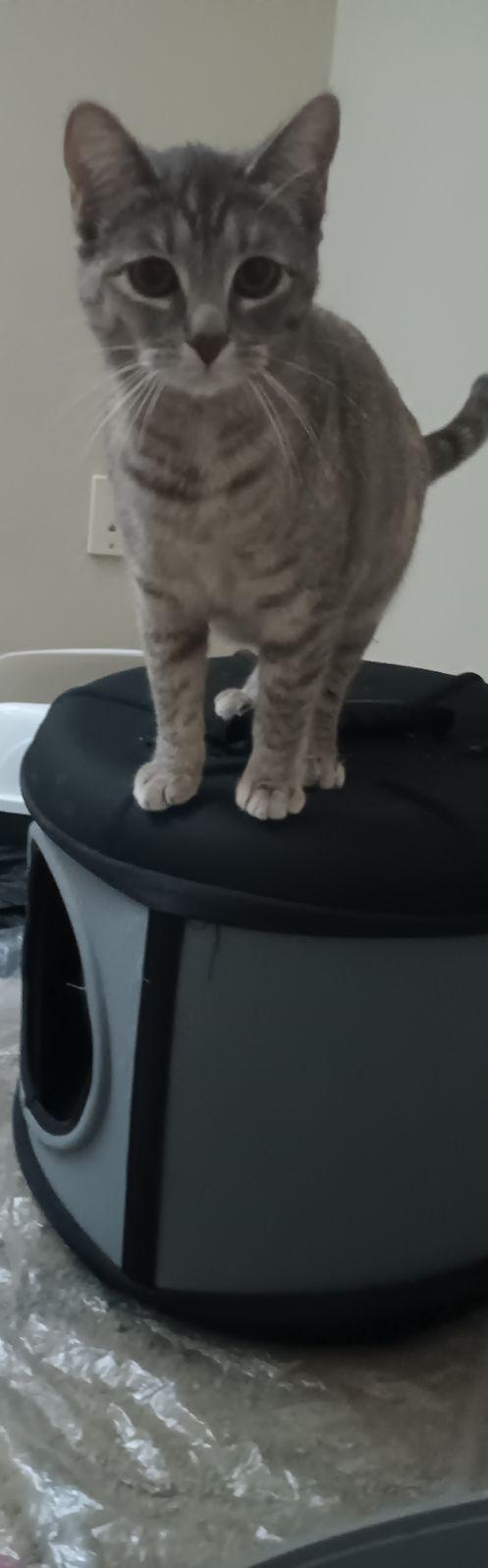 Lyr Bonded with San, Young Female Domestic Short Hair