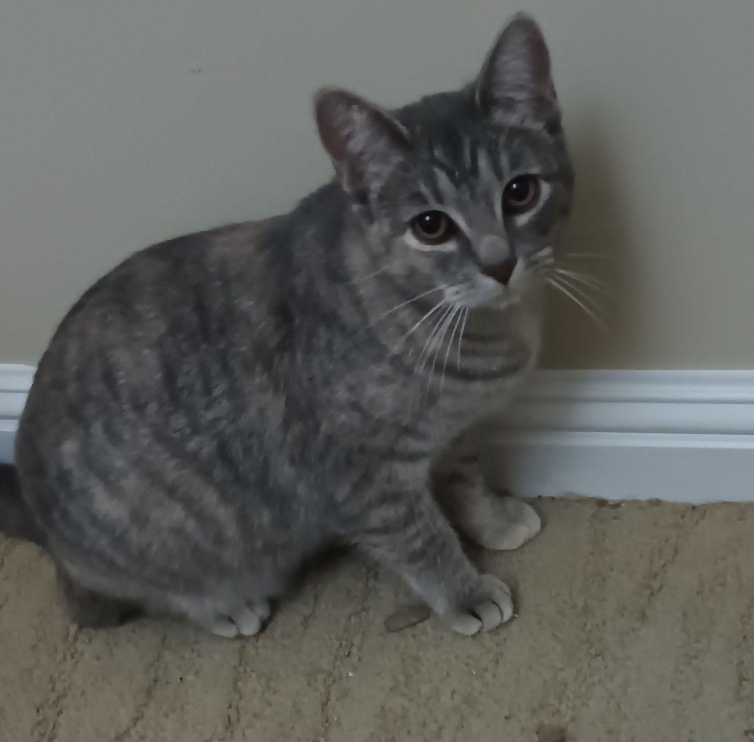 Enlarge Lyr Bonded with San, a Adoptable Domestic Short Hair in San Jose, CA image 4/4