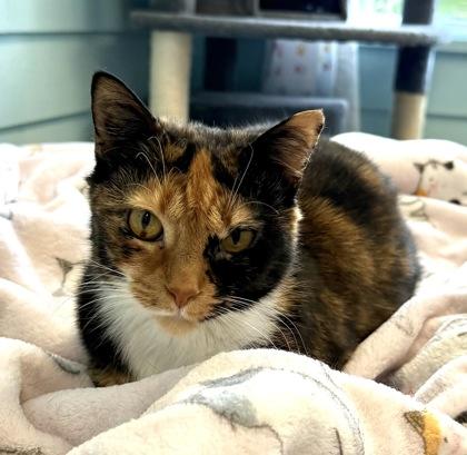 Enlarge GERTRUDE, a Adoptable mixed breed in Fernandina Beach, FL image 1/1