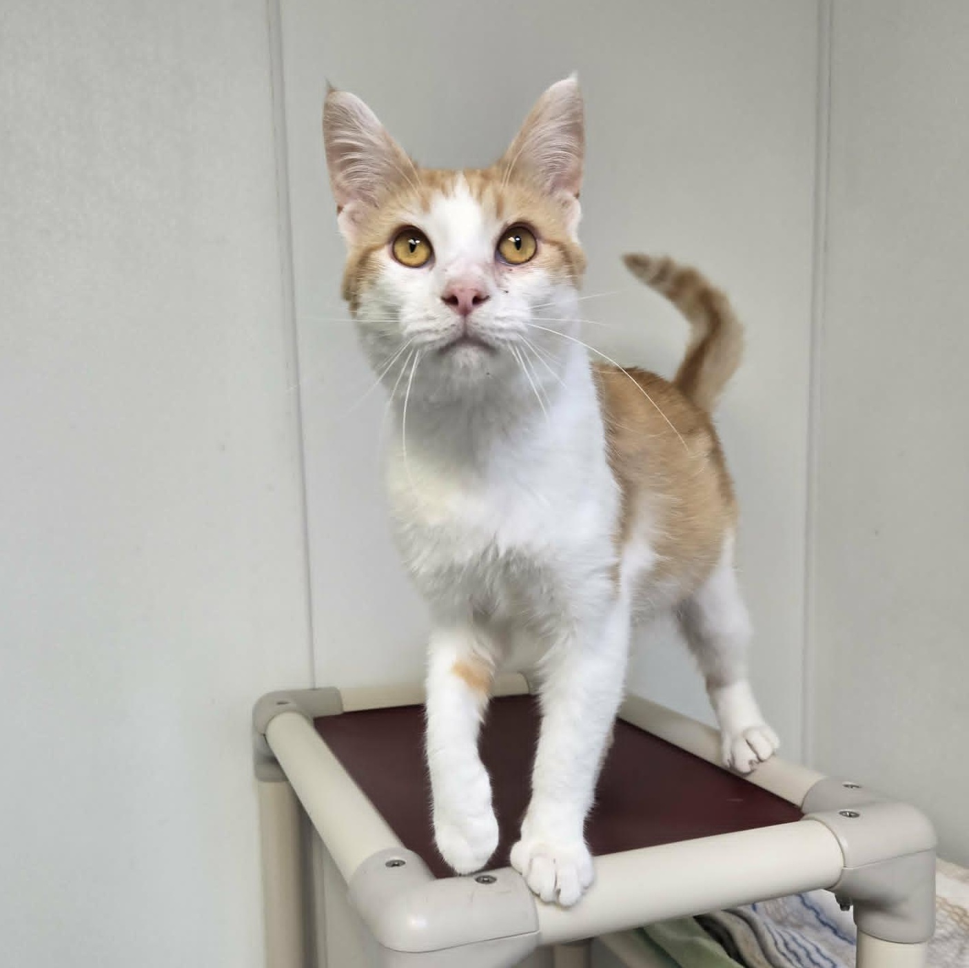 Barnaby (FELV), ADOPTABLE, Young Male Domestic Short Hair.
