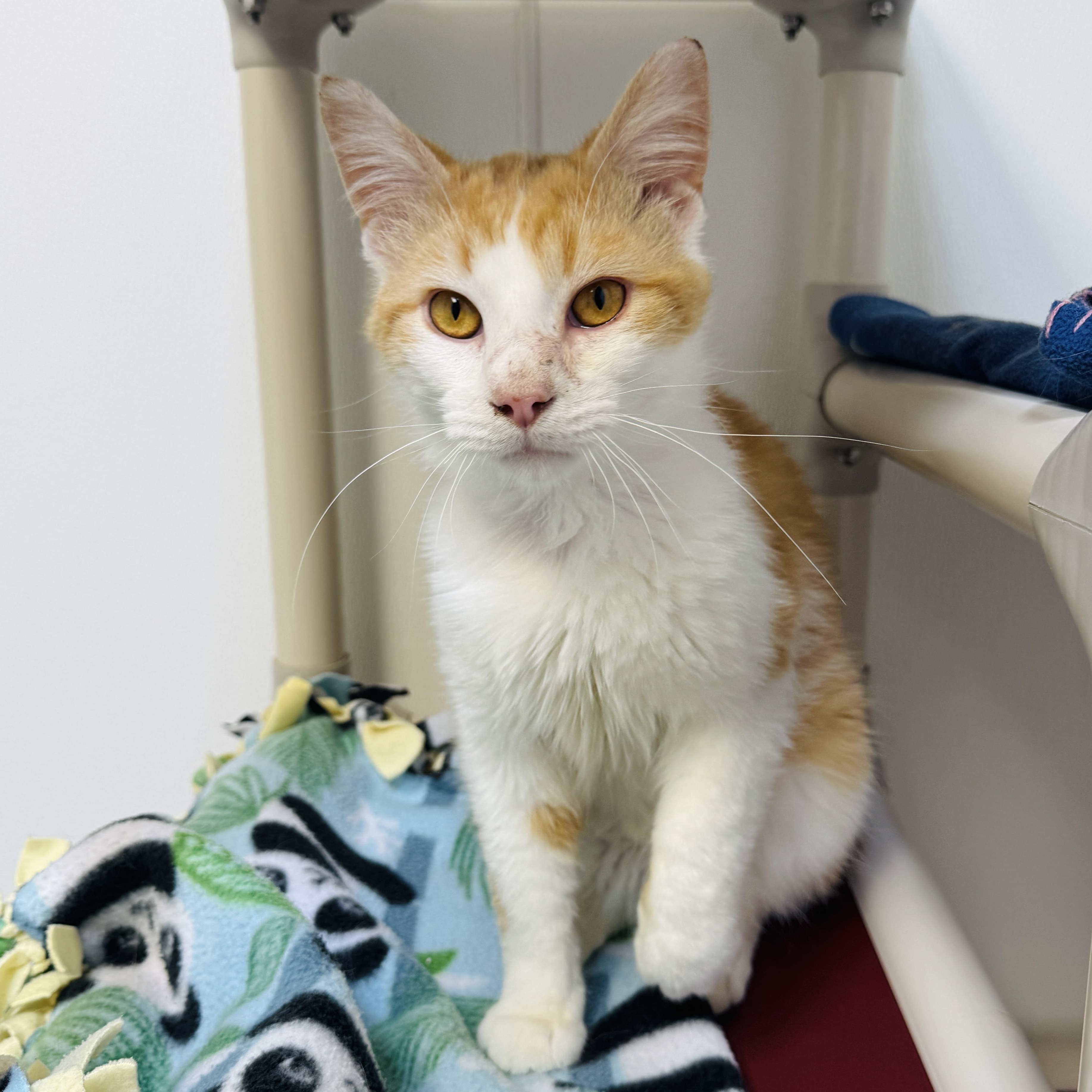 Barnaby (FELV), a ADOPTABLE Domestic Short Hair in Watertown, WI image 4/6