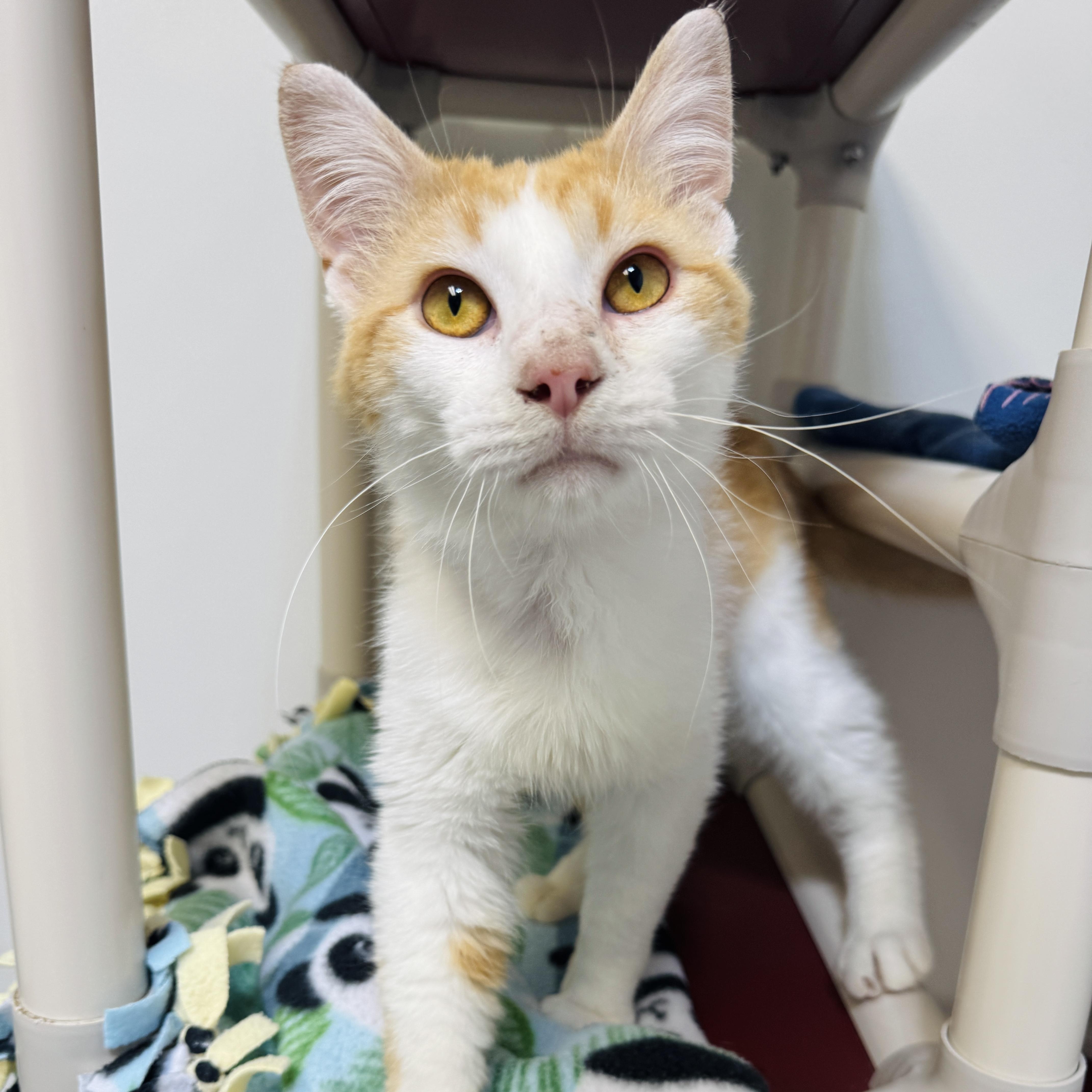 Barnaby (FELV), a ADOPTABLE Domestic Short Hair in Watertown, WI image 5/6