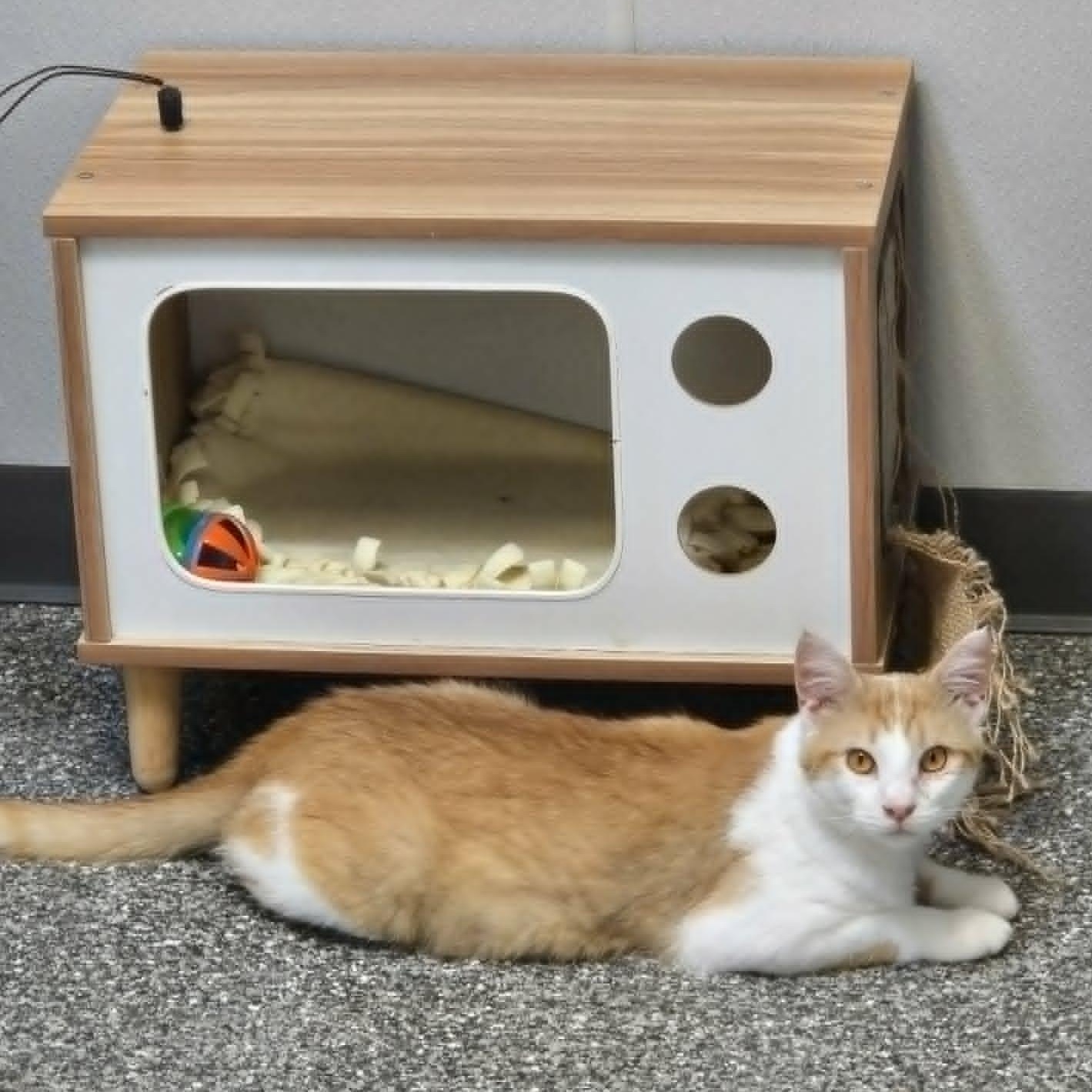Barnaby (FELV), a ADOPTABLE Domestic Short Hair in Watertown, WI image 2/6
