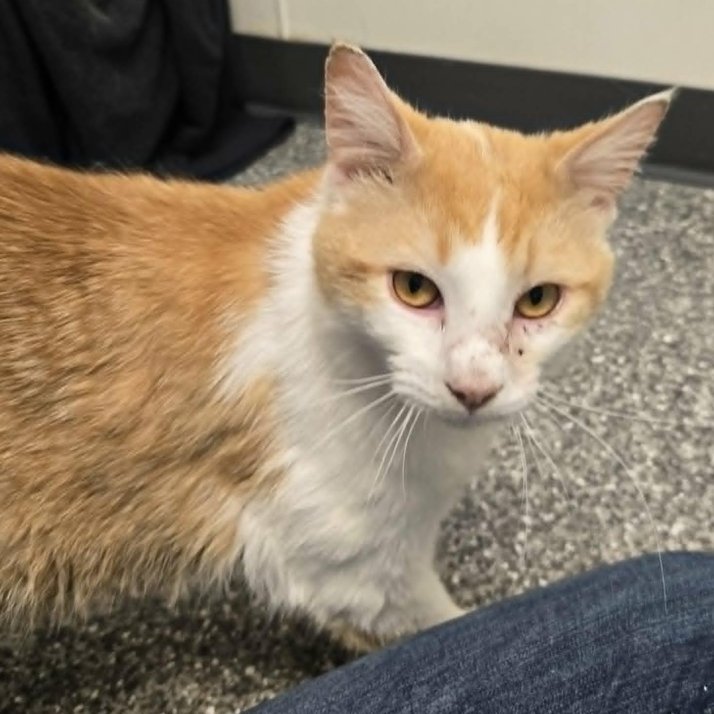 Barnaby (FELV), a ADOPTABLE Domestic Short Hair in Watertown, WI image 2/2