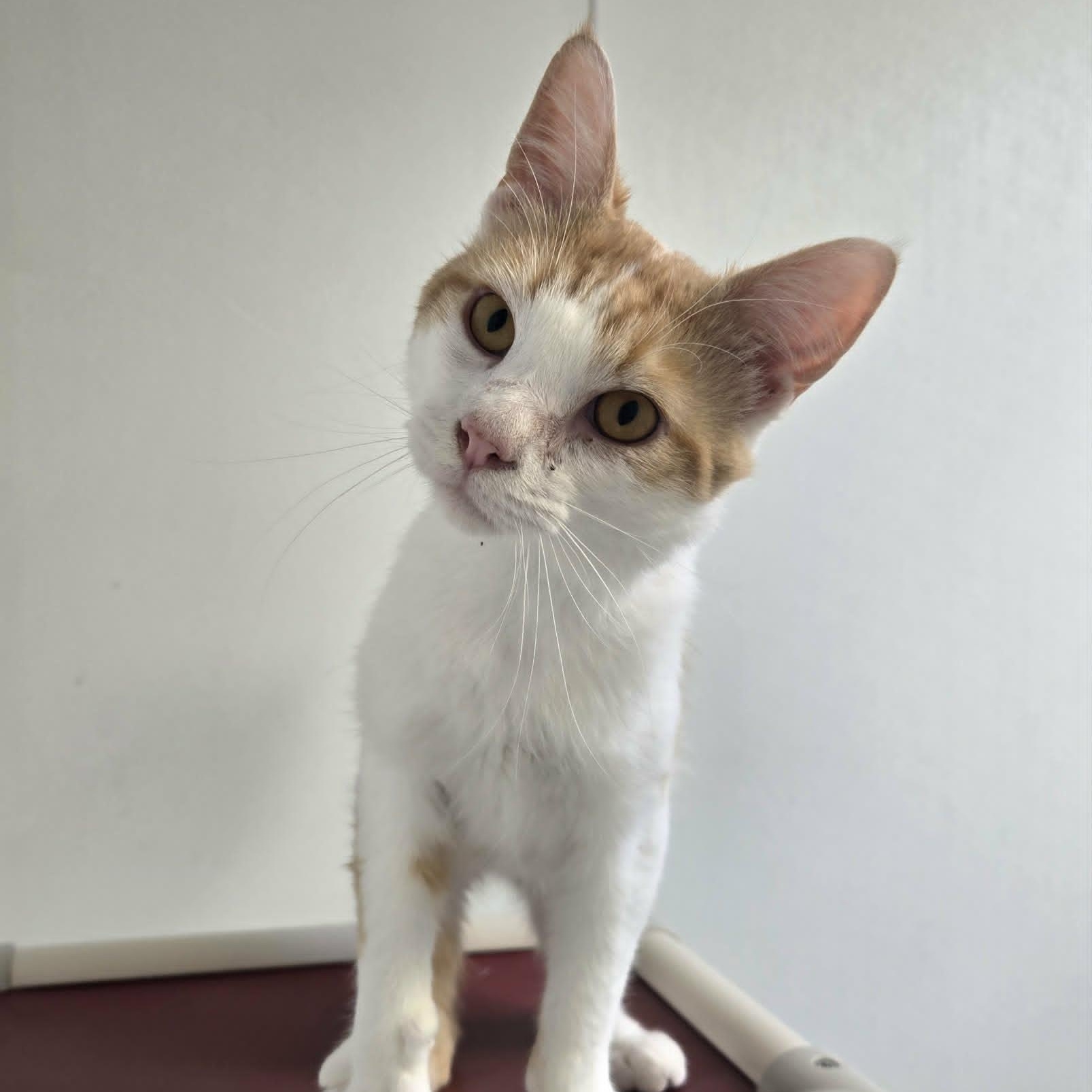 Barnaby (FELV), a ADOPTABLE Domestic Short Hair in Watertown, WI image 6/6