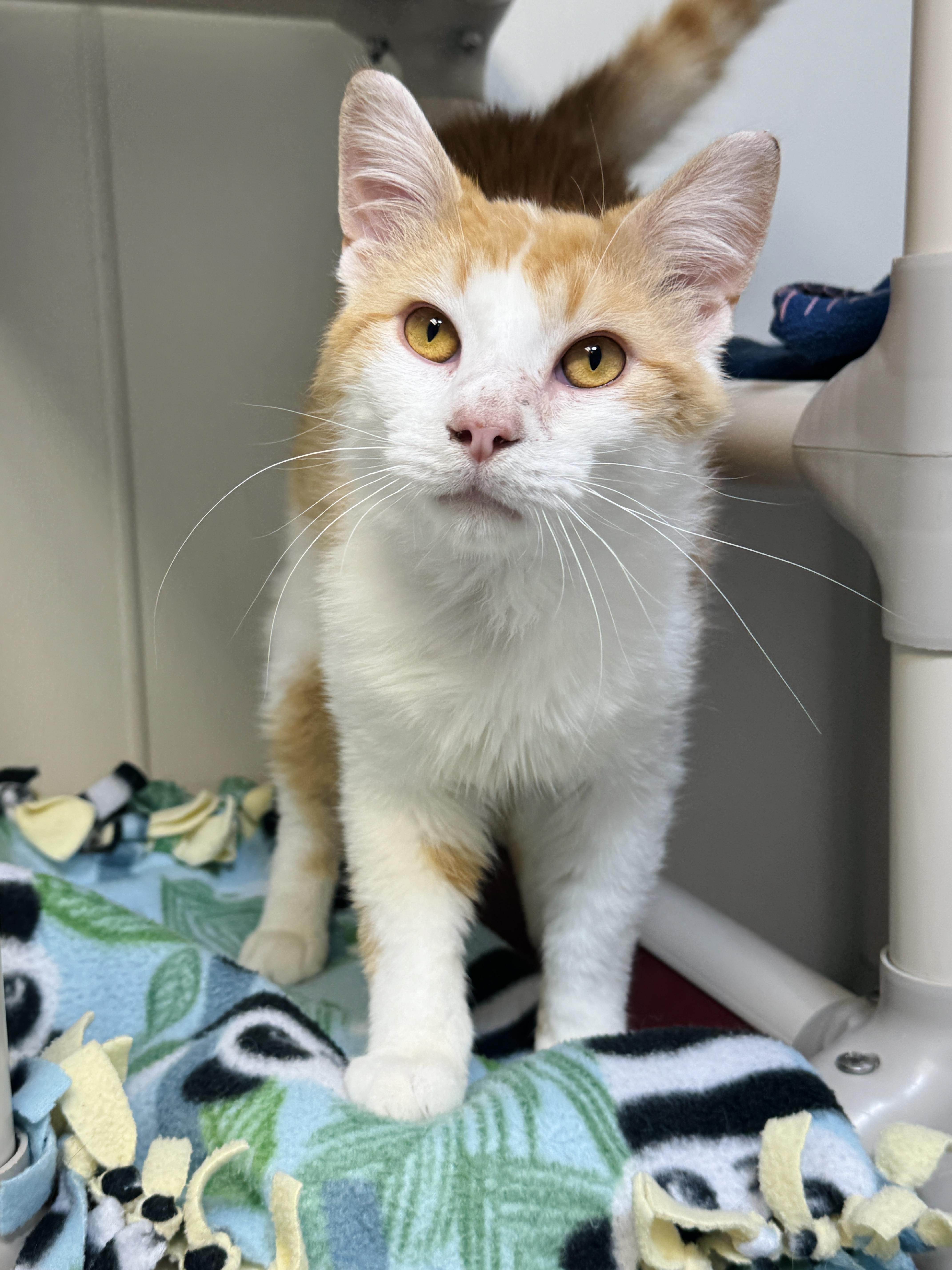 Barnaby (FELV), ADOPTABLE, Young Male Domestic Short Hair.