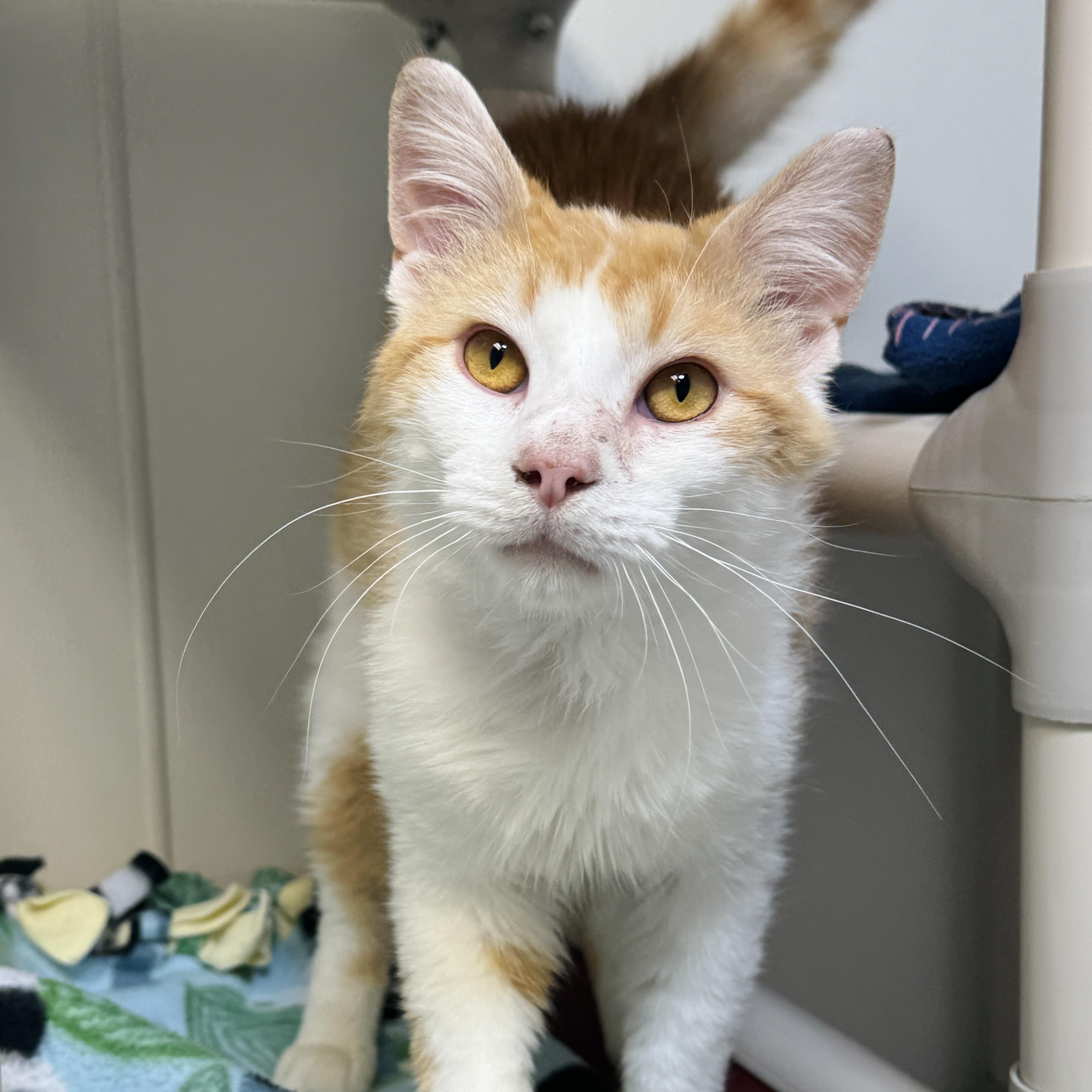 Barnaby (FELV), a ADOPTABLE Domestic Short Hair in Watertown, WI image 3/6