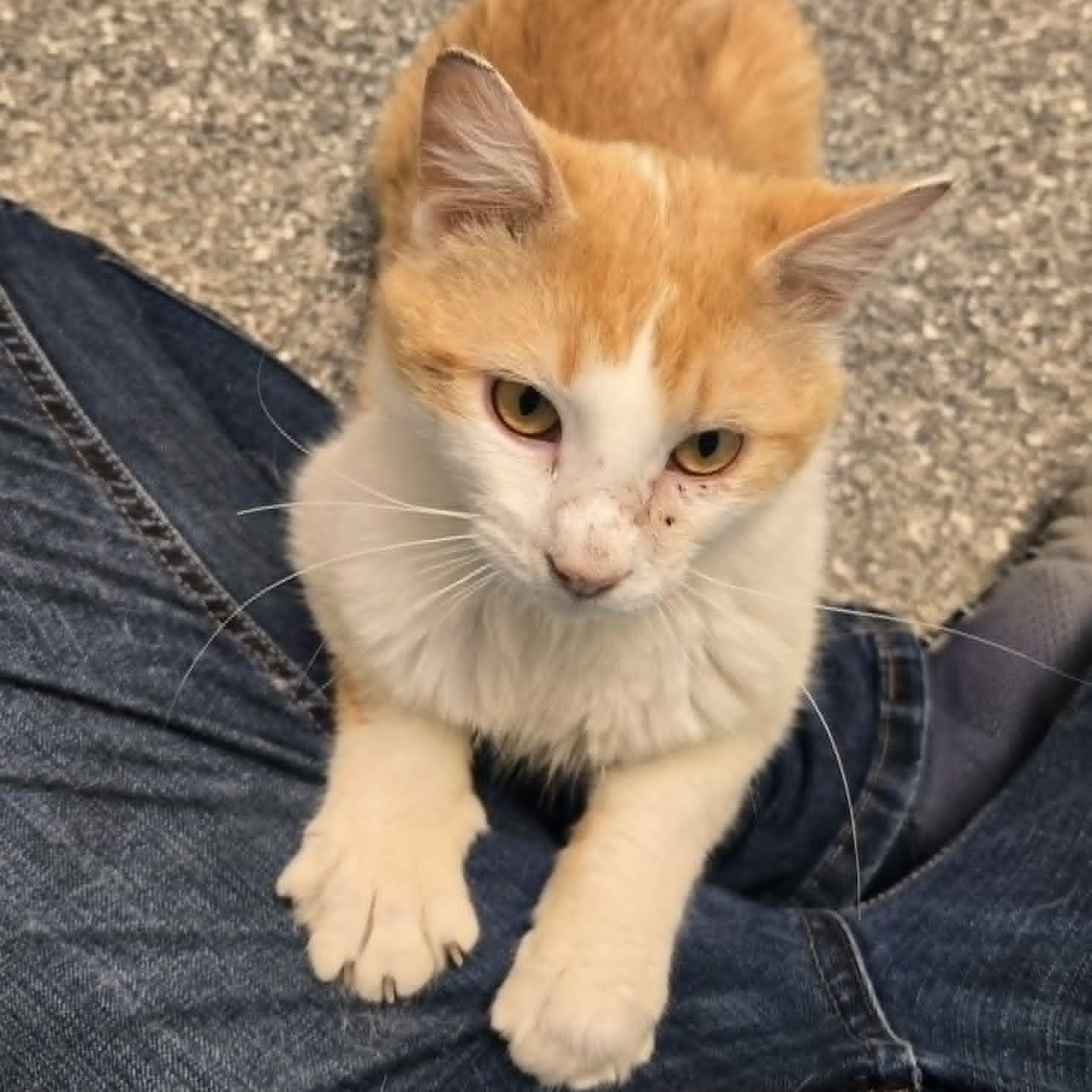 Barnaby (FELV), a ADOPTABLE Domestic Short Hair in Watertown, WI image 1/2