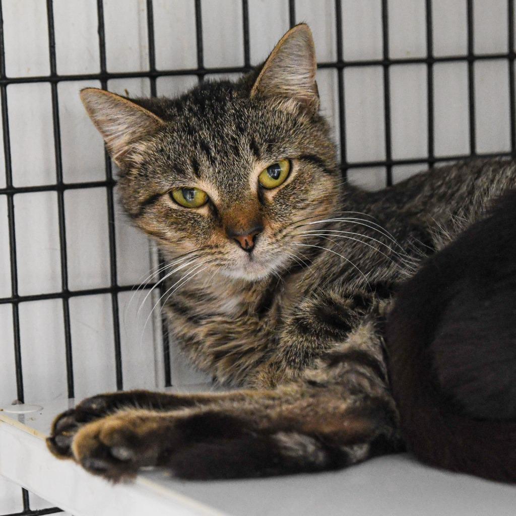 Kieran, Adoptable, Young Male Domestic Short Hair.