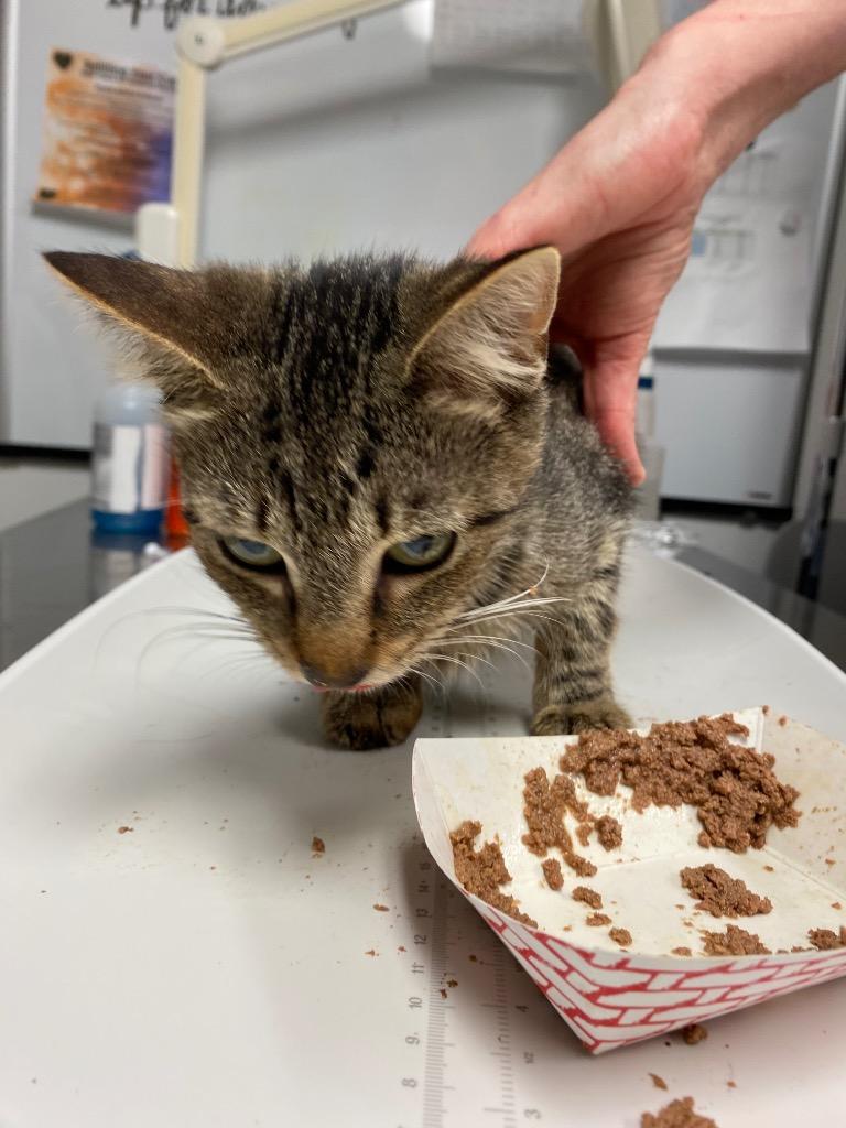 Enlarge Kieran, a Adoptable mixed breed in Ewing, NJ image 2/5