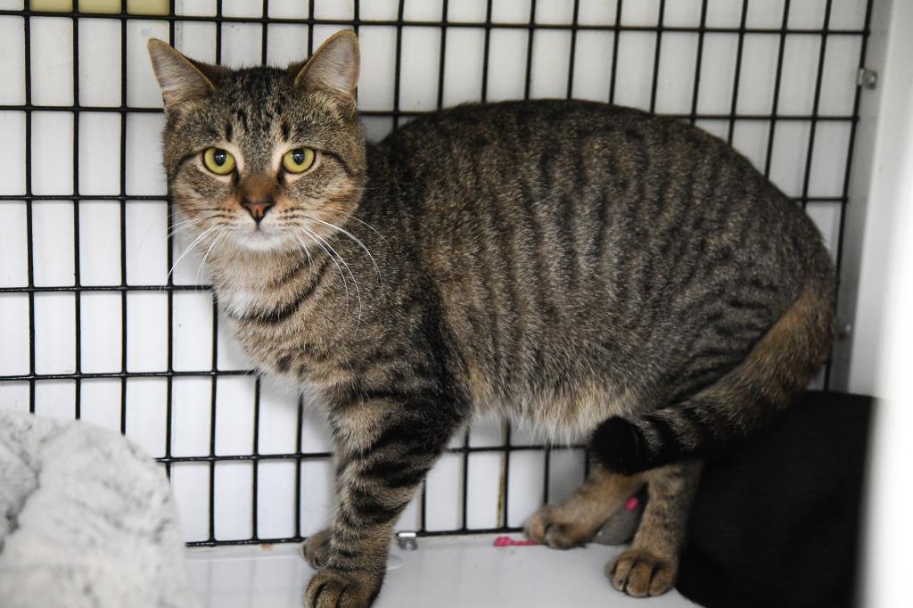 Enlarge Kieran, a Adoptable mixed breed in Ewing, NJ image 1/3