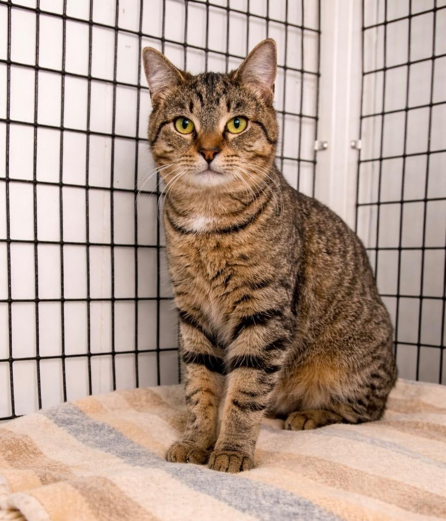 Enlarge Kieran, a Adoptable mixed breed in Ewing, NJ image 2/3