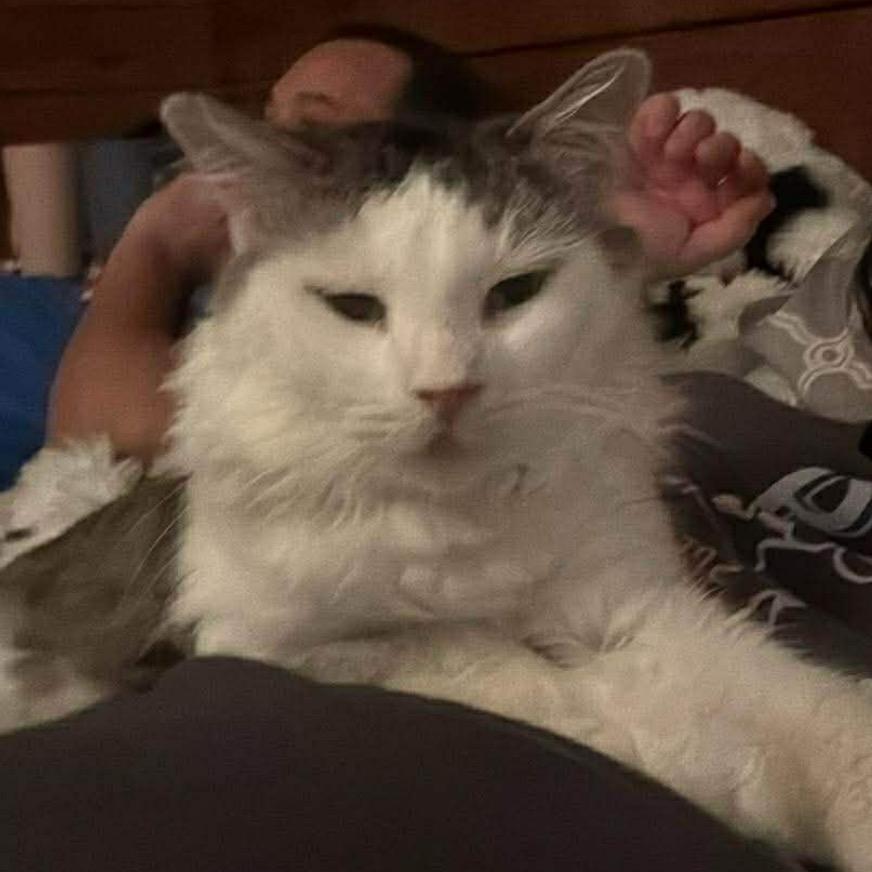 Mr. Feet, Adoptable, Young Male Domestic Medium Hair.